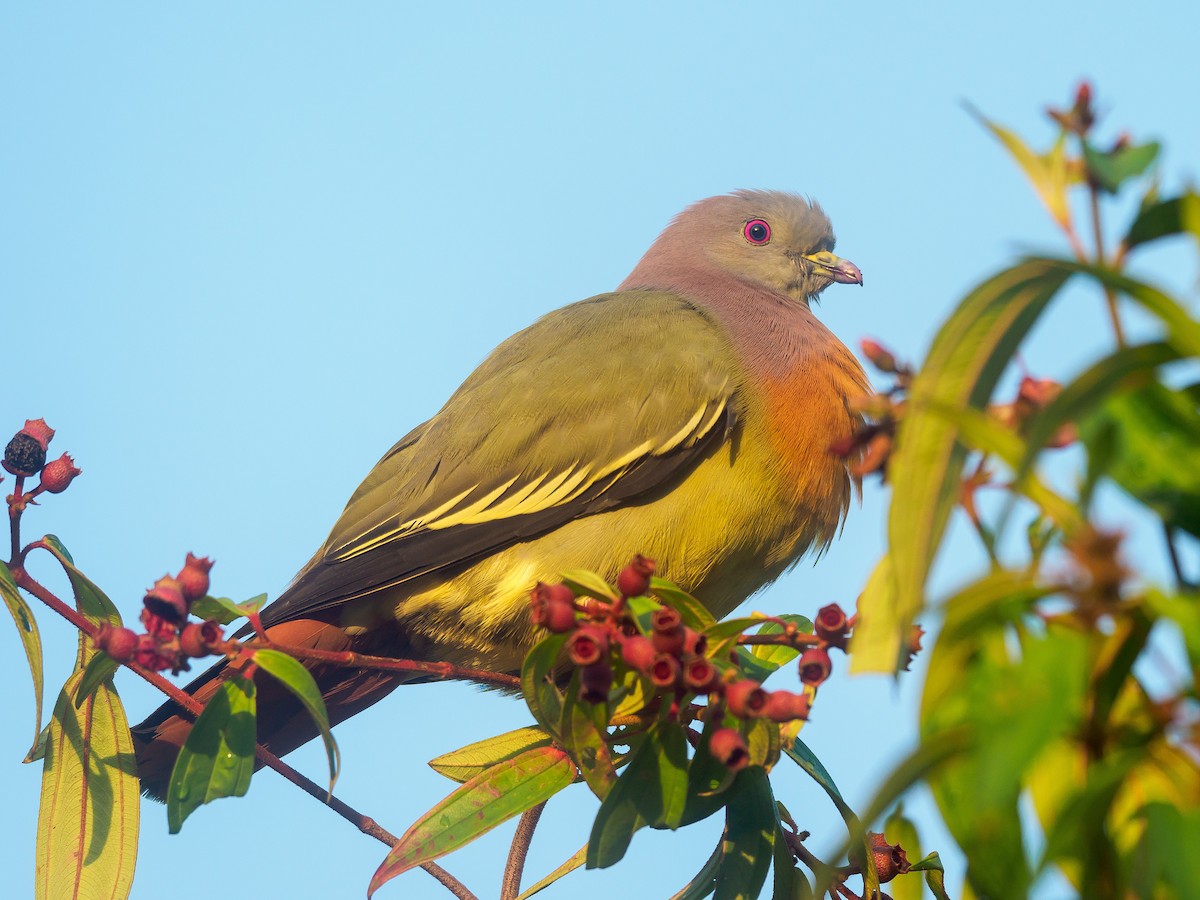 Pembe Boyunlu Yeşil Güvercin - ML617913642