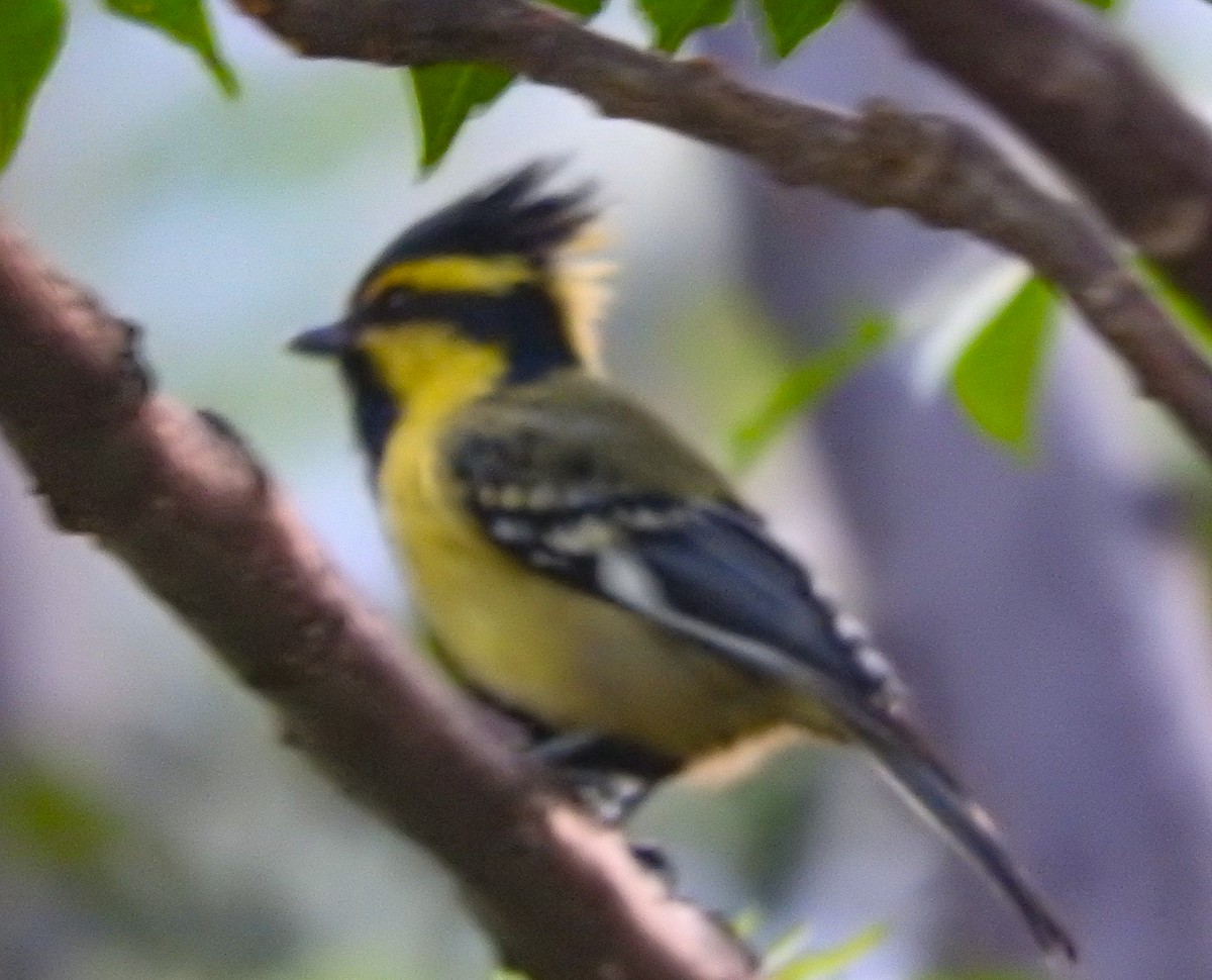 Himalayan Black-lored Tit - SWARUP SAHA