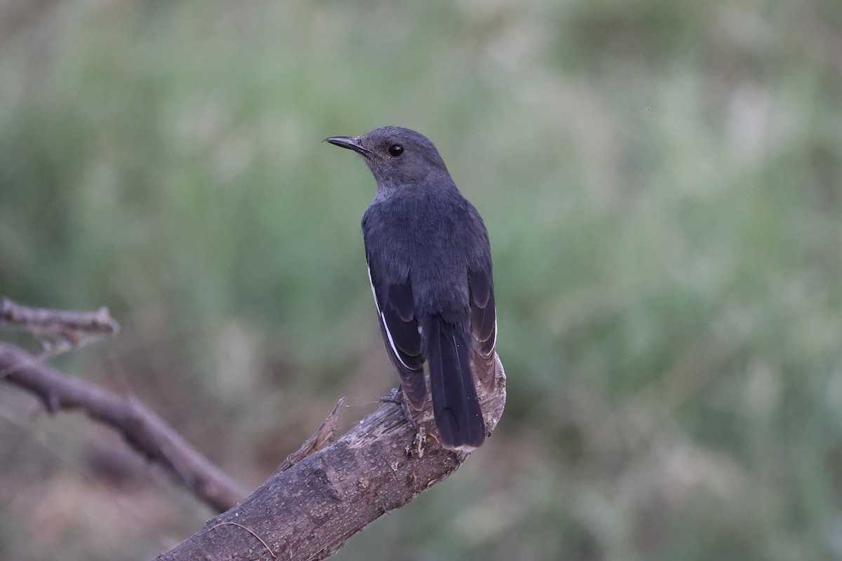 Oriental Magpie-Robin - Andrew William