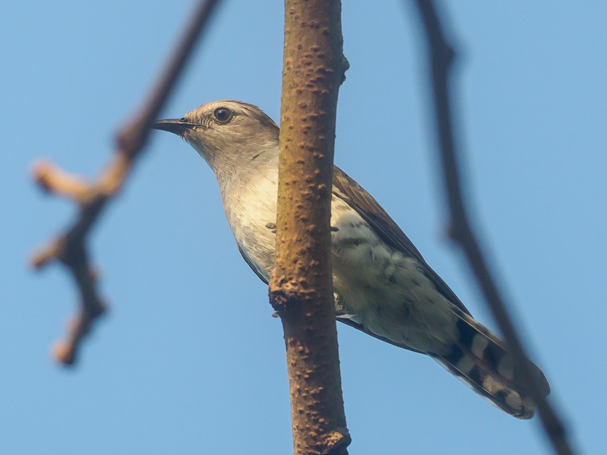 Little Bronze-Cuckoo - ML617913681