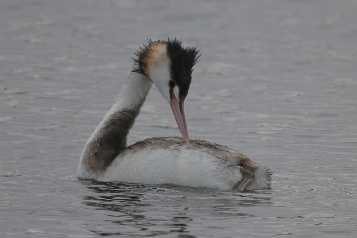 Great Crested Grebe - ML617913682