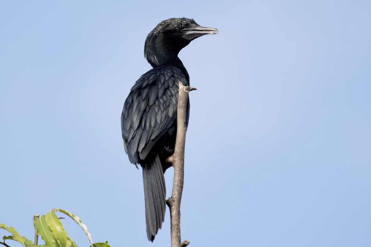 Little Cormorant - ML617913691