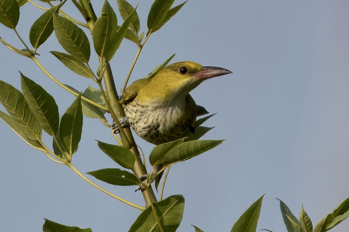 Black-naped Oriole (East Asian) - ML617913700