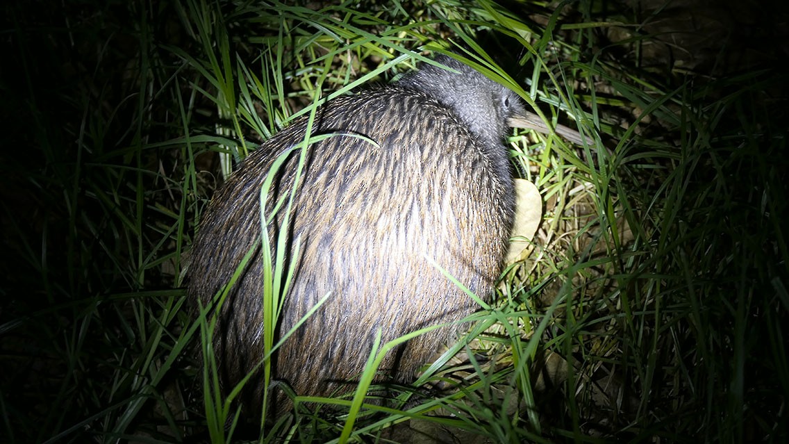 North Island Brown Kiwi - ML617913743