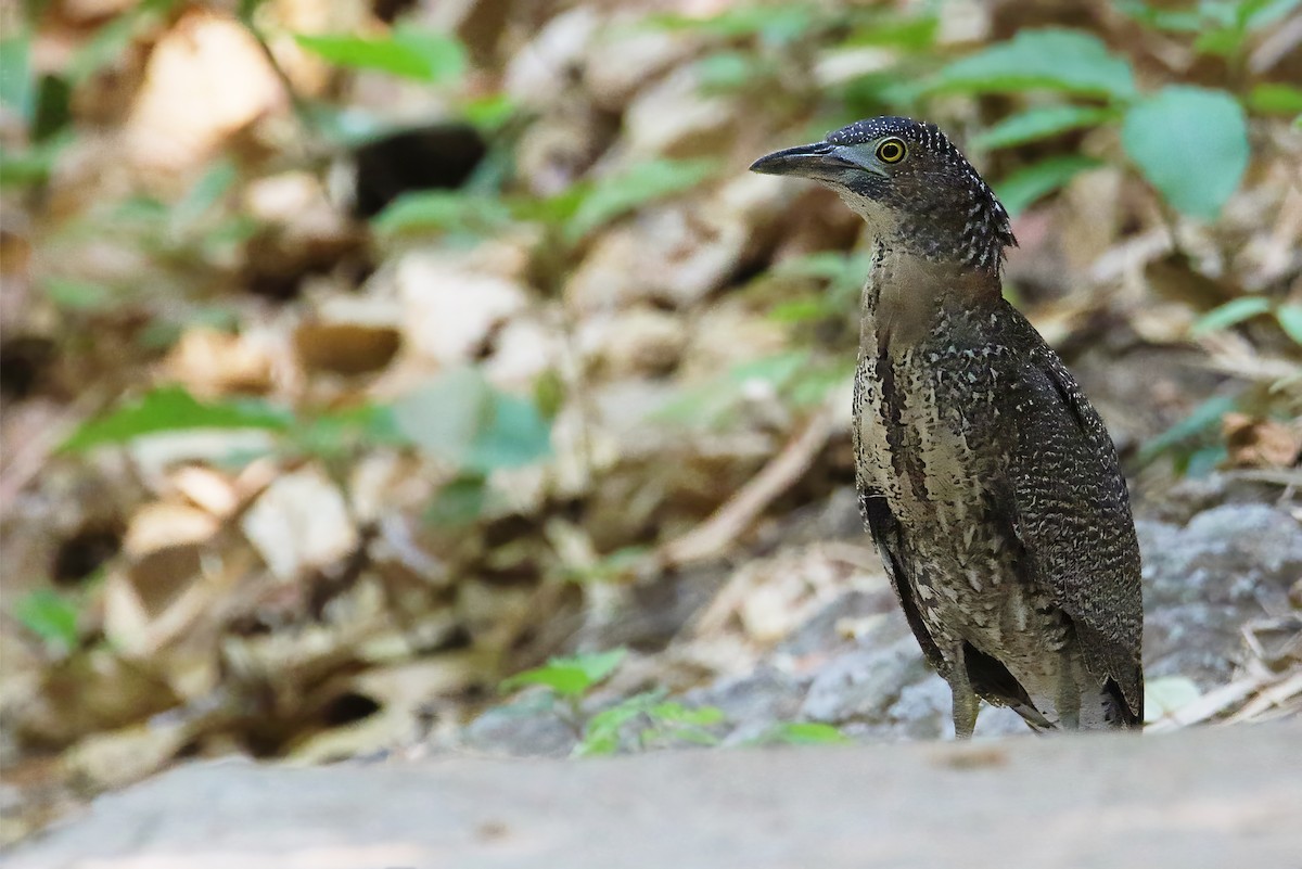 Malayan Night Heron - ML617913751