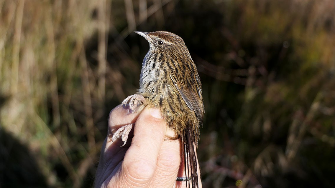 New Zealand Fernbird - Daniel Bastaja