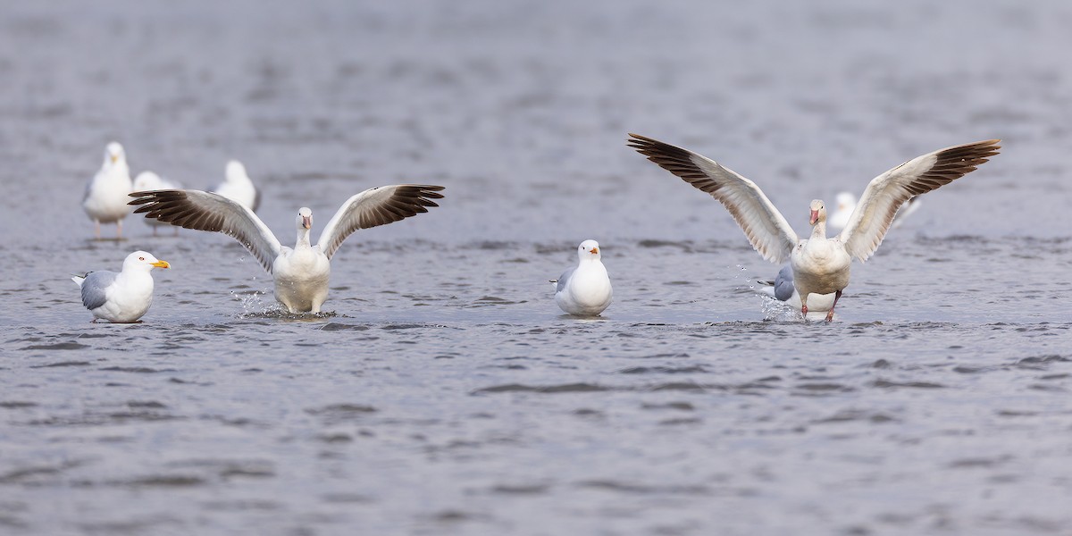 Snow Goose - ML617913821