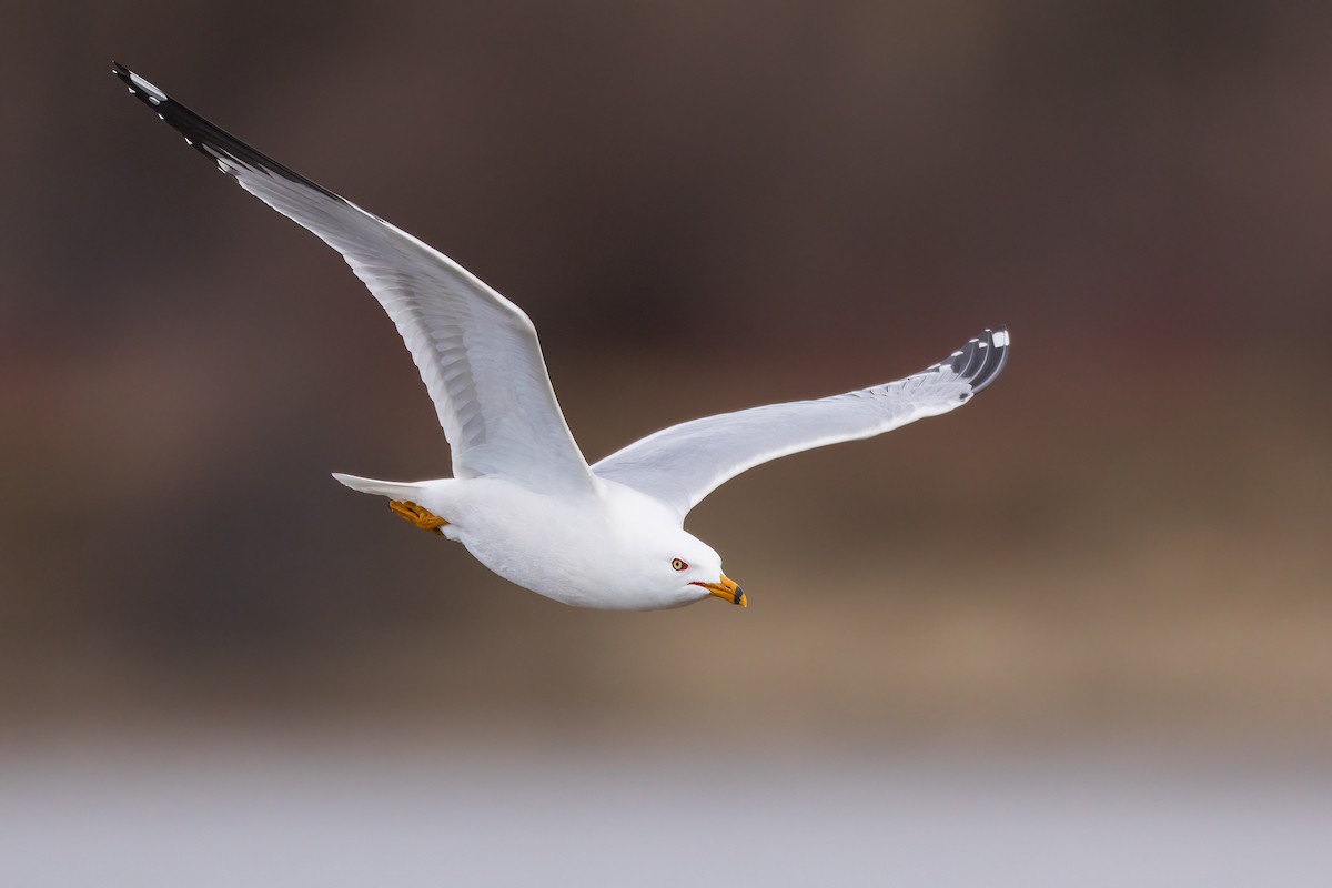 Ring-billed Gull - ML617913822