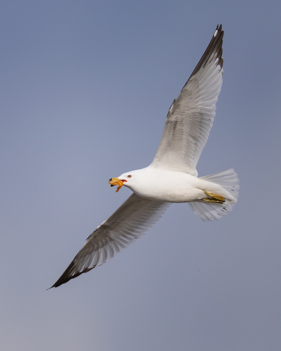 Ring-billed Gull - ML617913823