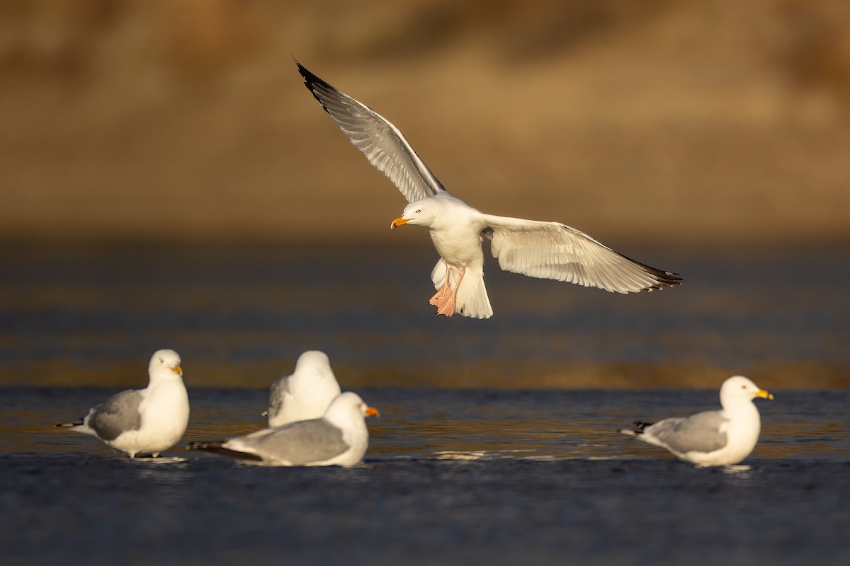 Herring Gull - ML617913827