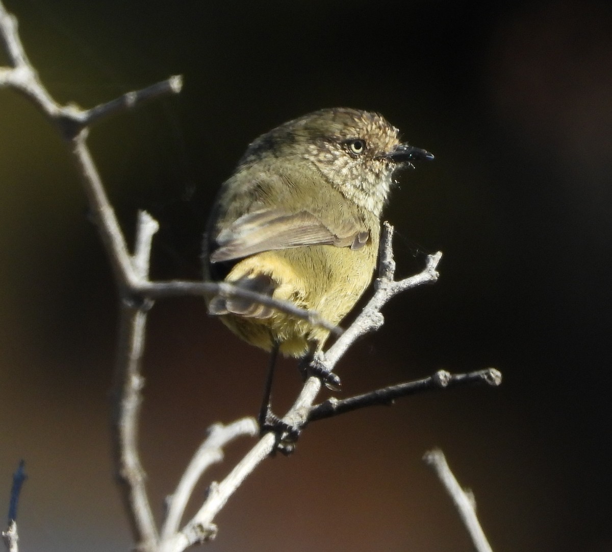 Slender-billed Thornbill - ML617913832