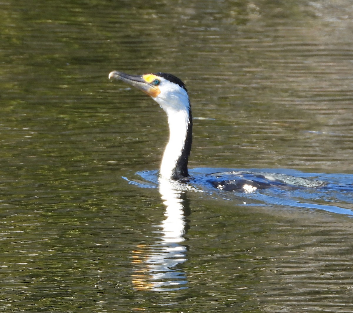 Cormoran varié - ML617913833