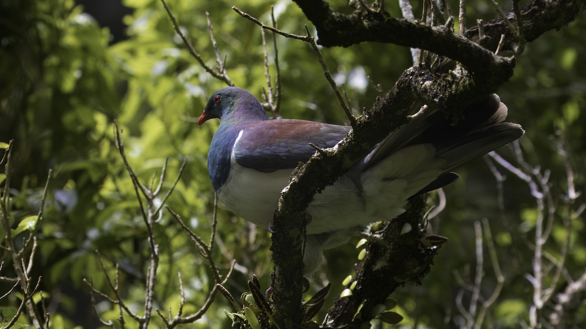 Маорийский плодовый голубь (novaeseelandiae) - ML617913835