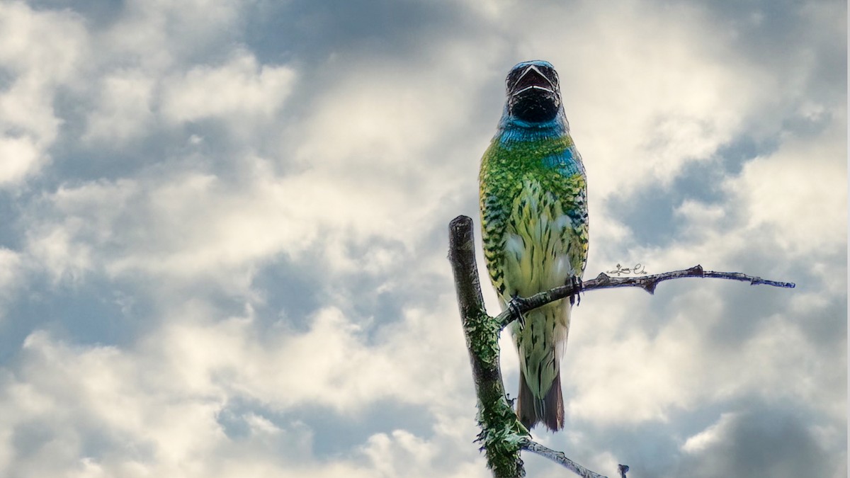 Tangara Golondrina - ML617913837