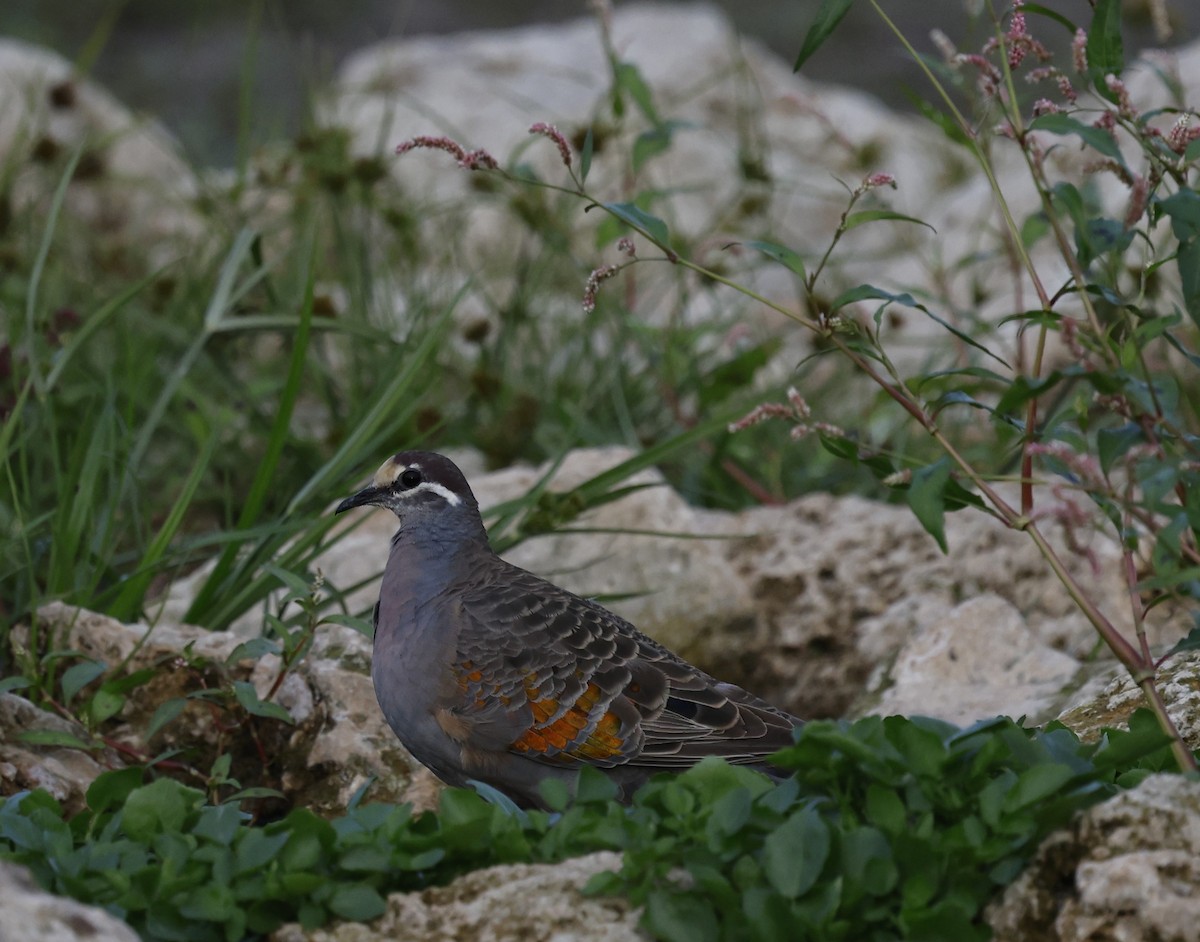 Common Bronzewing - Kevin McLeod