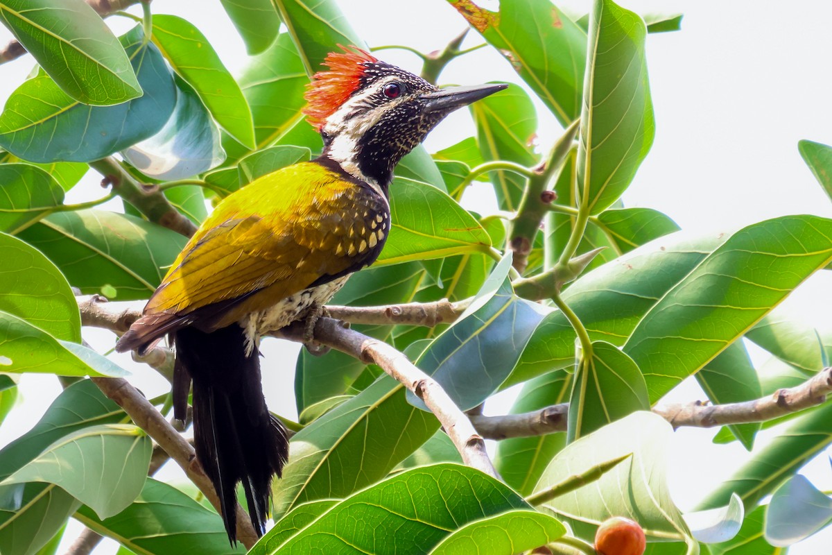 Black-rumped Flameback - ML617913844