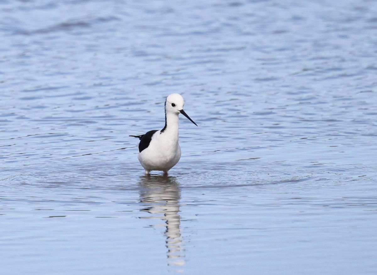 Pied Stilt - Kevin McLeod