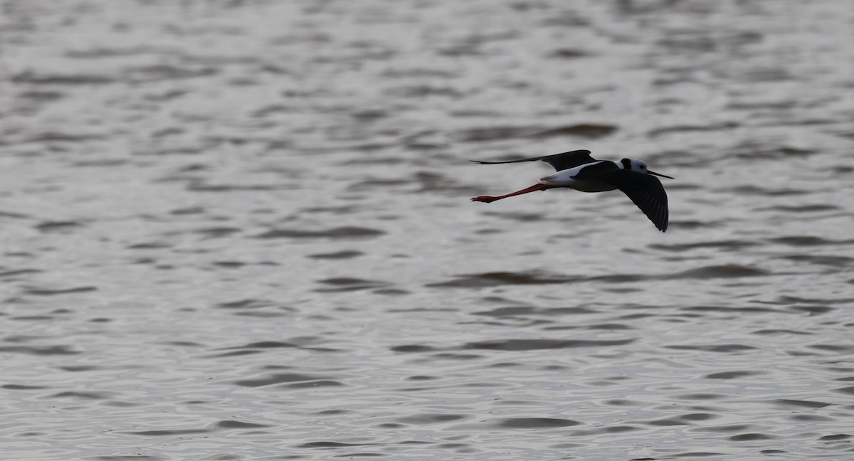 Pied Stilt - Kevin McLeod