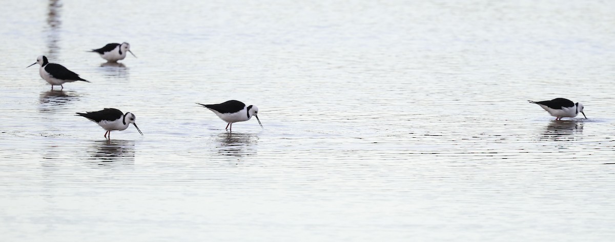 Pied Stilt - Kevin McLeod