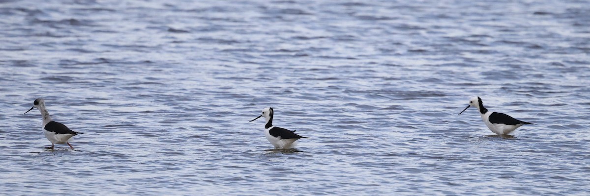 Pied Stilt - Kevin McLeod