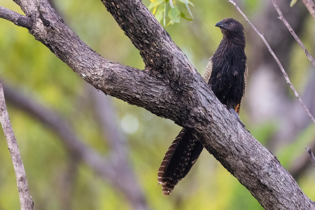 Коукал смугастохвостий [група phasianinus] - ML617913874