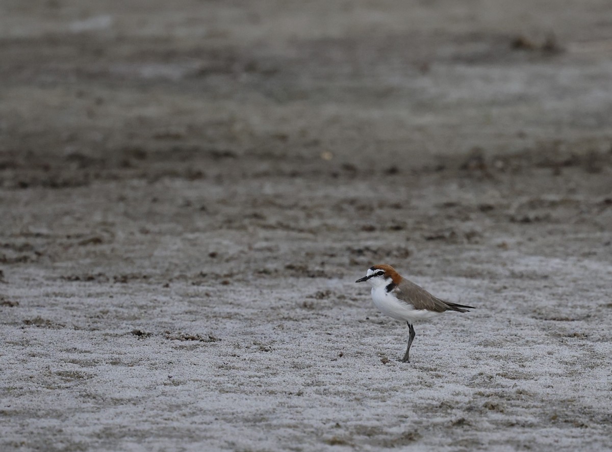 Red-capped Plover - ML617913875