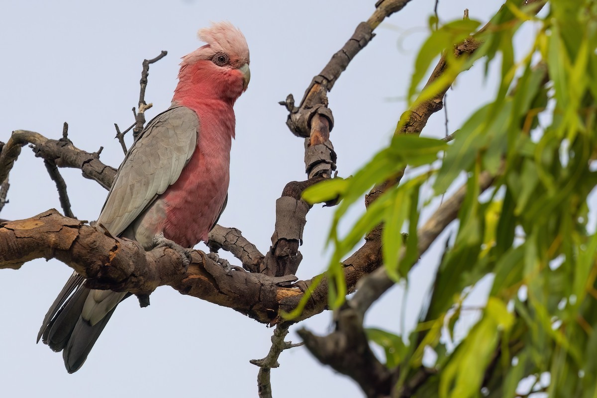 Cacatúa Galah - ML617913897