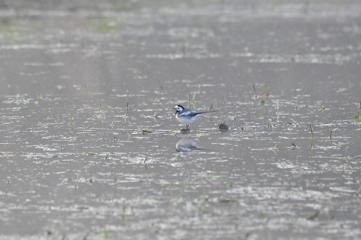 White Wagtail (Chinese) - ML617913922