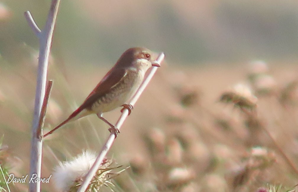 Red-backed Shrike - ML617913940