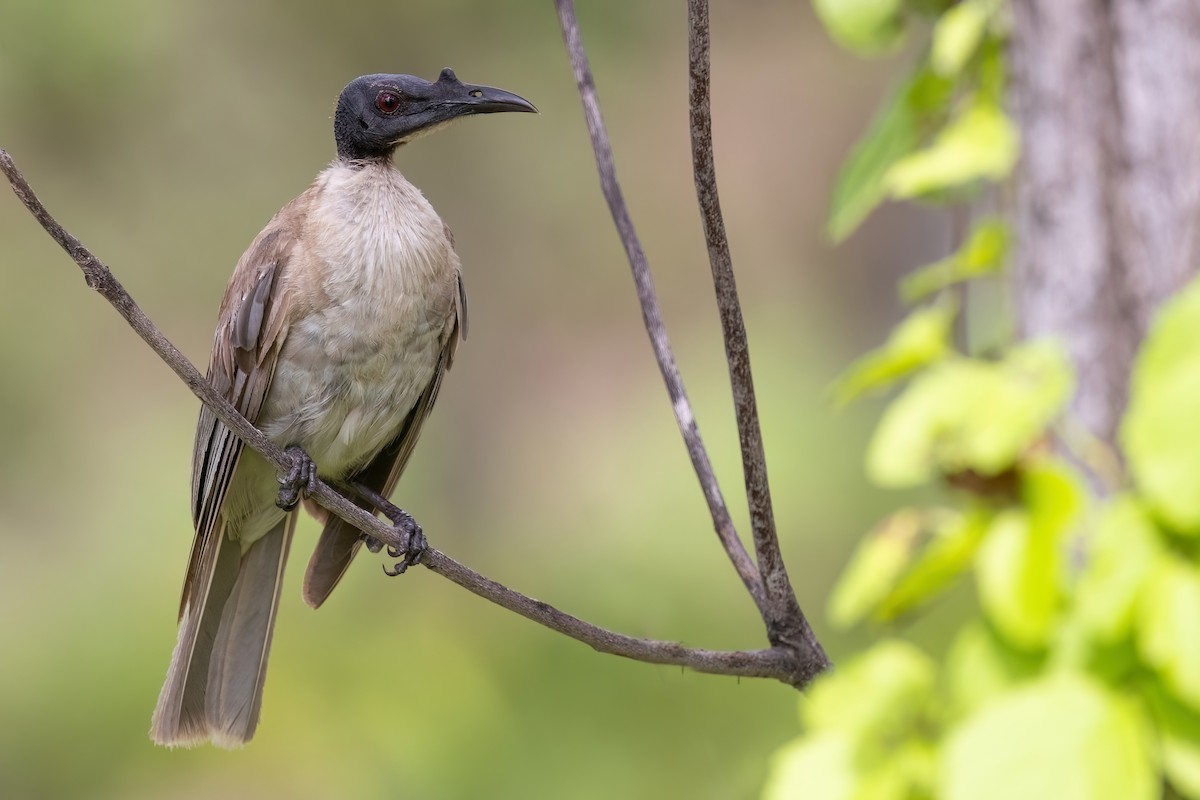 Noisy Friarbird - ML617913943