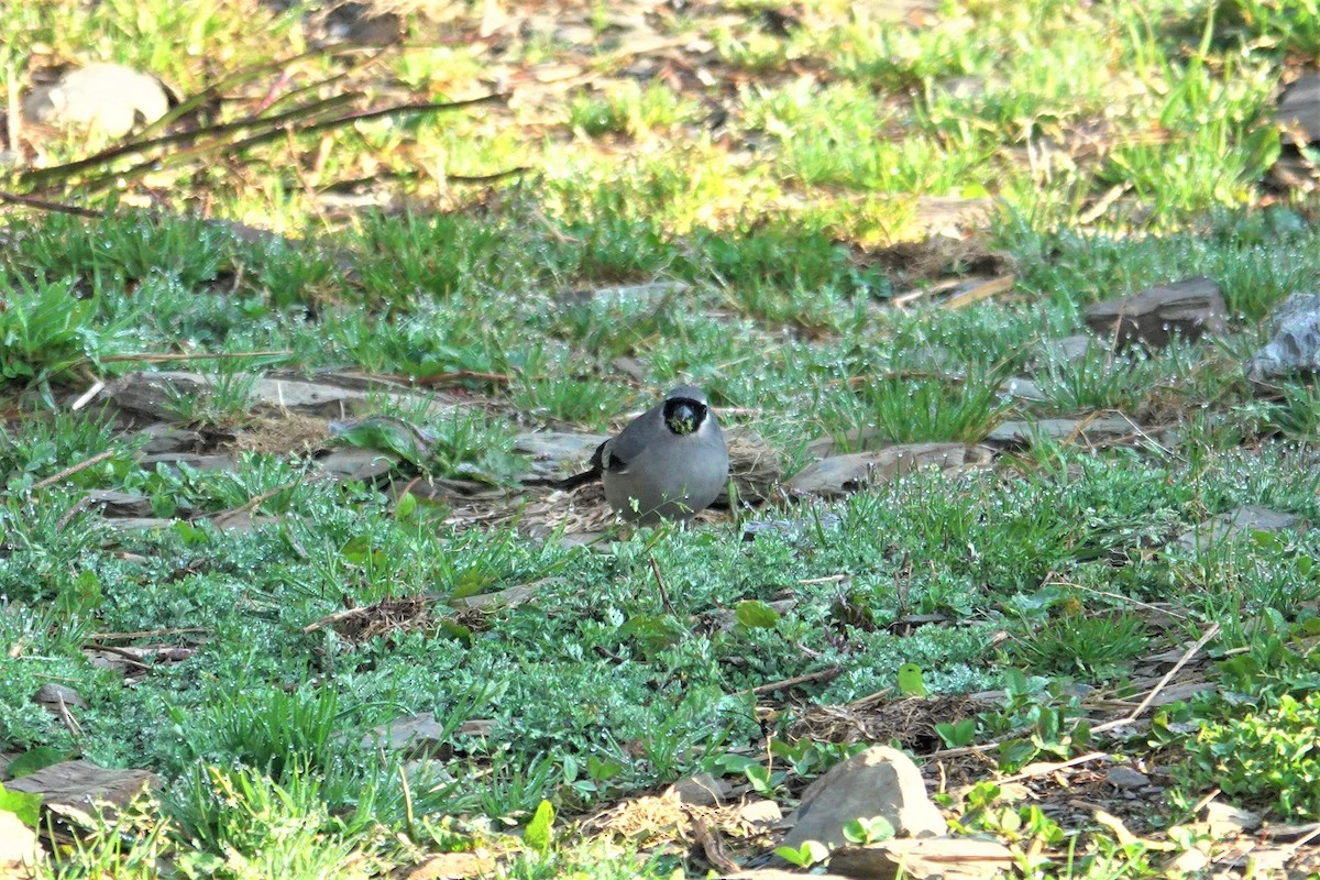 Taiwan Bullfinch - ML617913956