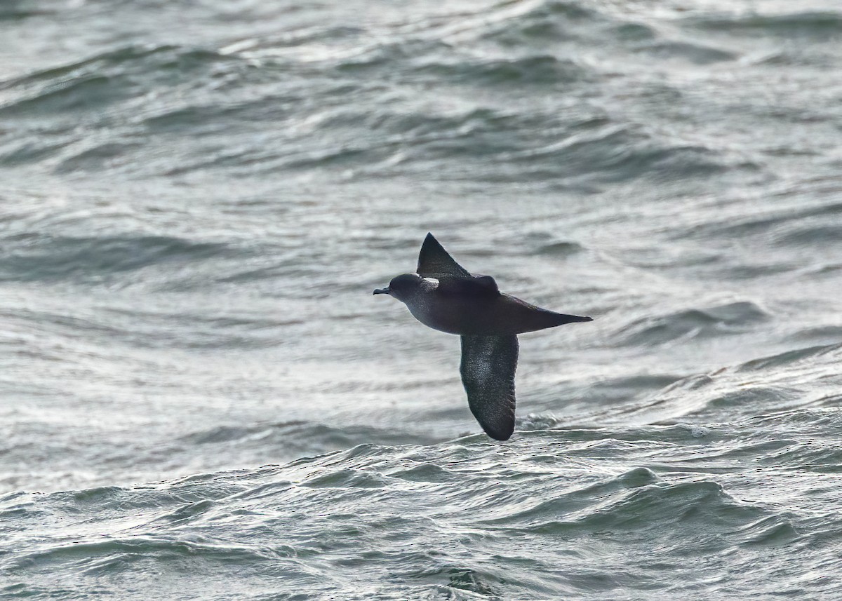 Short-tailed Shearwater - Robert Gully