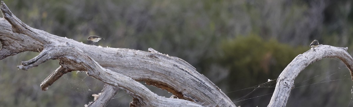 Yellow-rumped Thornbill - Kevin McLeod