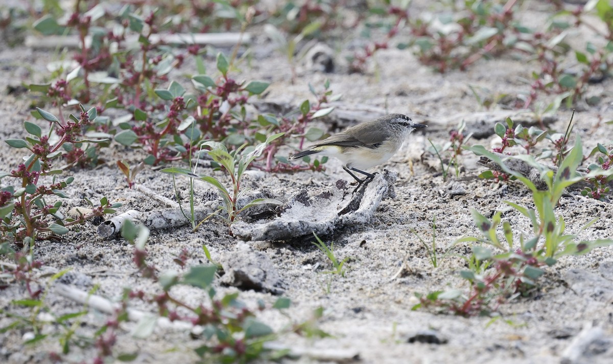 Yellow-rumped Thornbill - Kevin McLeod