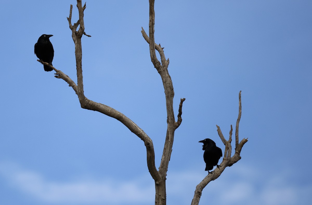 Australian Raven - ML617914021