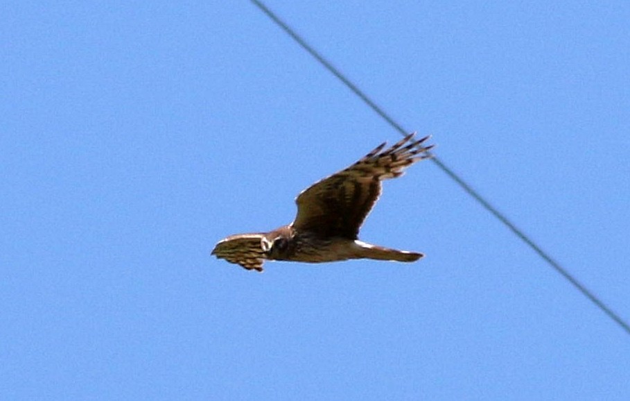 Hen Harrier - Miguel García