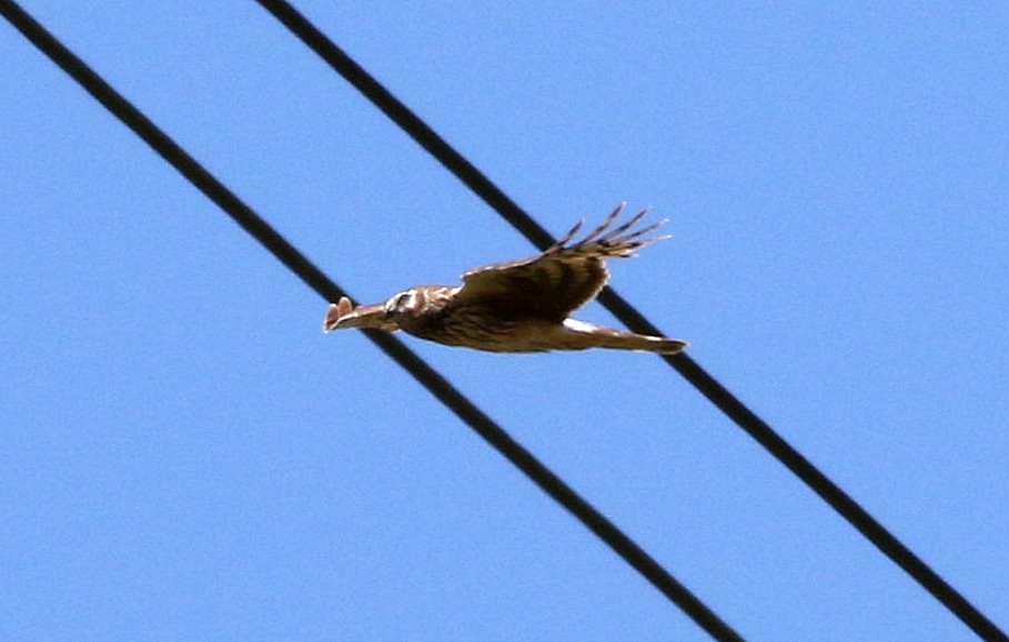 Hen Harrier - Miguel García