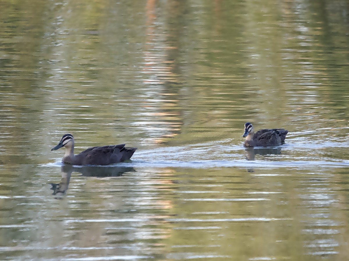 Pacific Black Duck - ML617914043