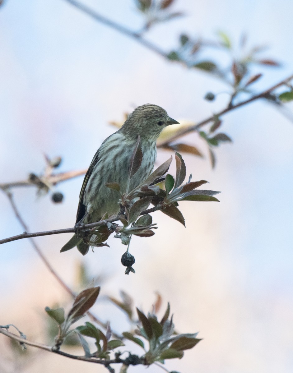 Pine Siskin - ML617914045