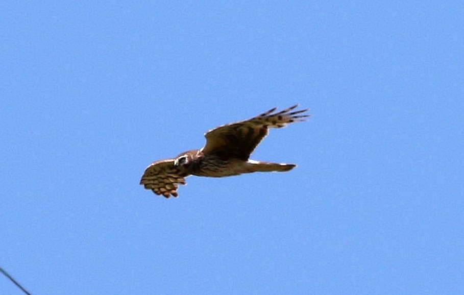 Hen Harrier - ML617914046