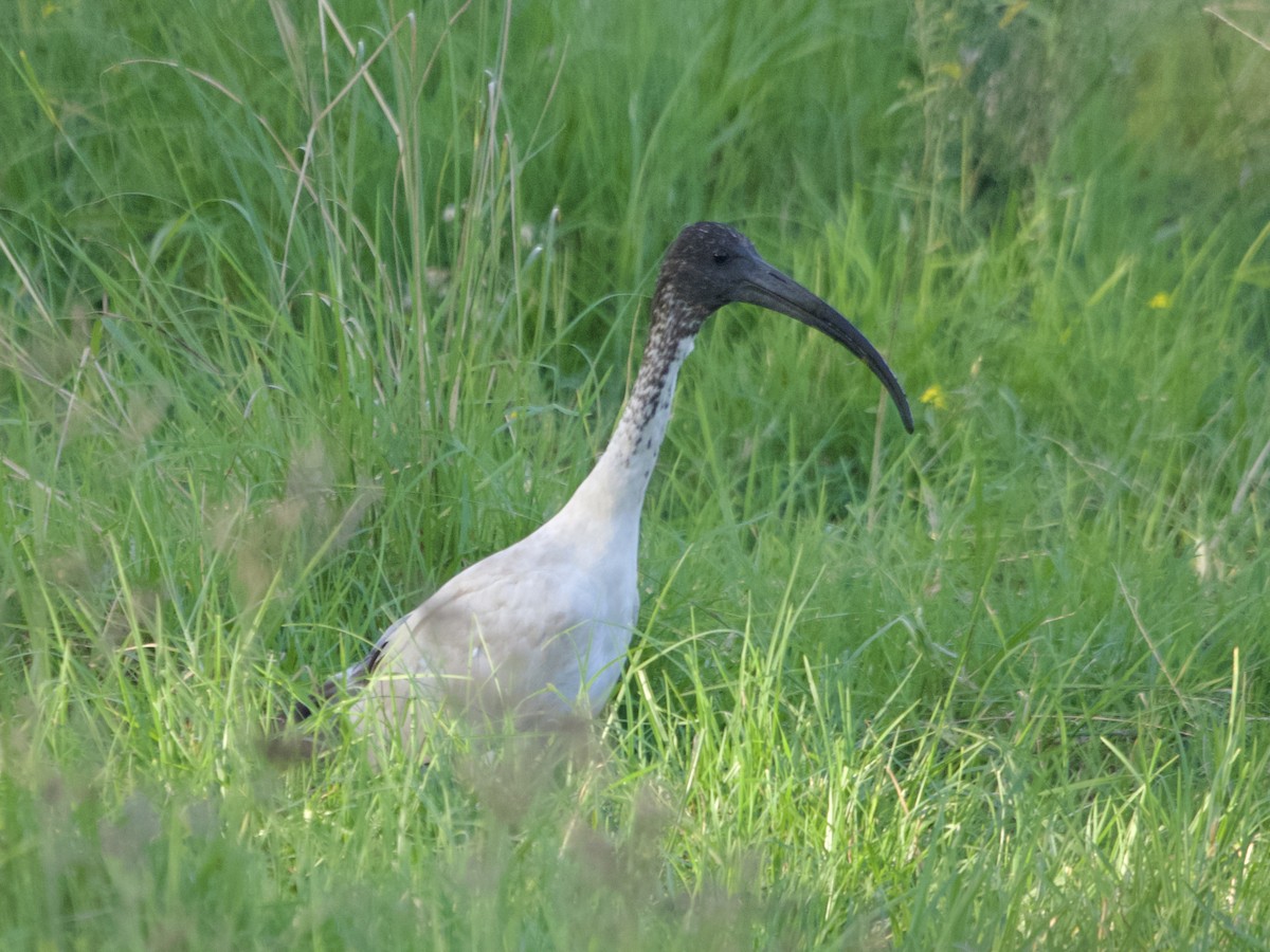 Australian Ibis - ML617914047