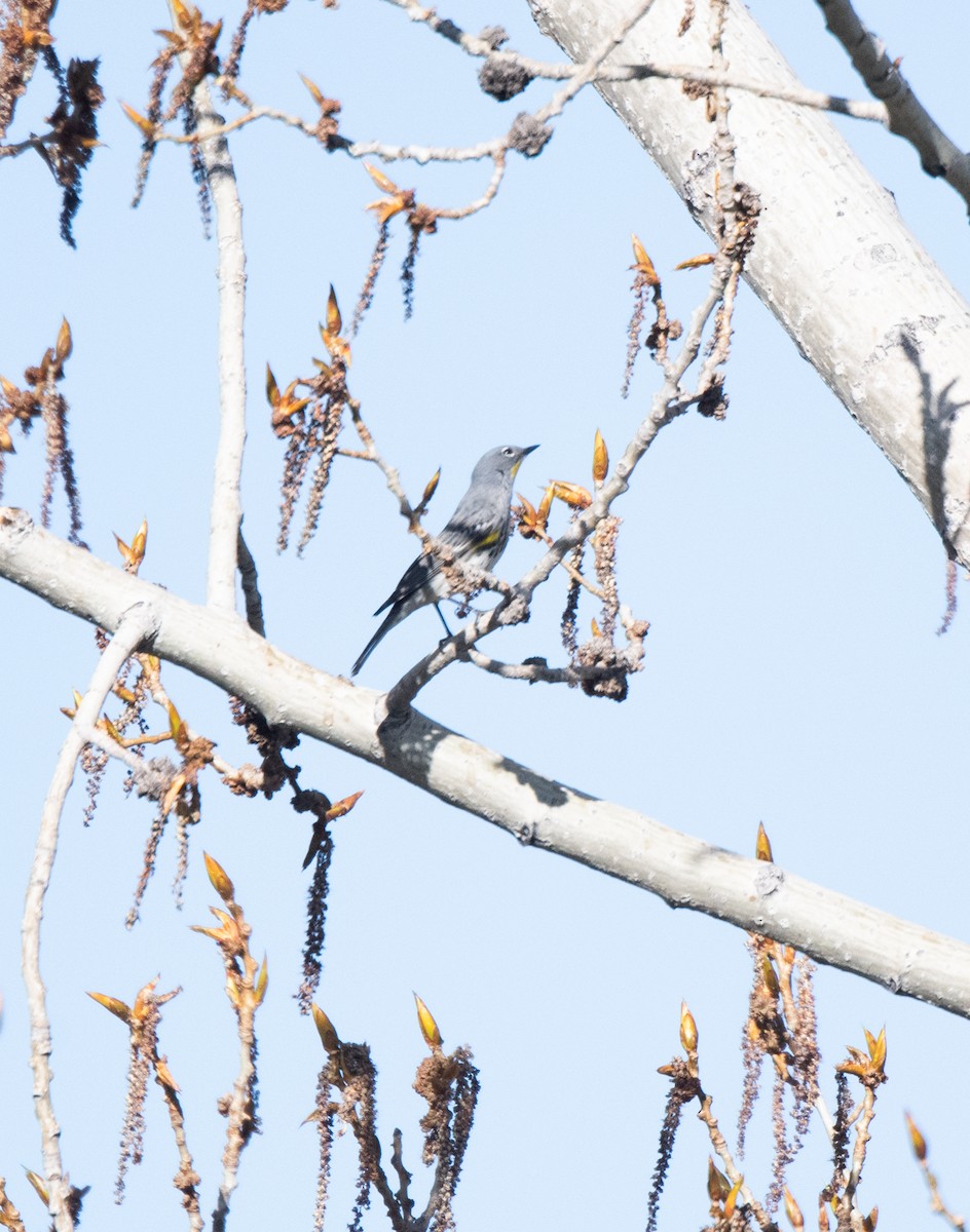 Kronenwaldsänger (Audubonwaldsänger) - ML617914048