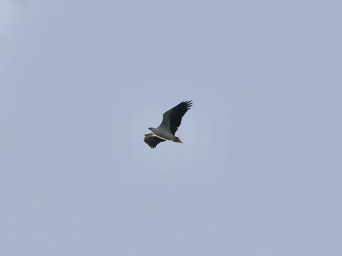 白腹海鵰 - ML617914049