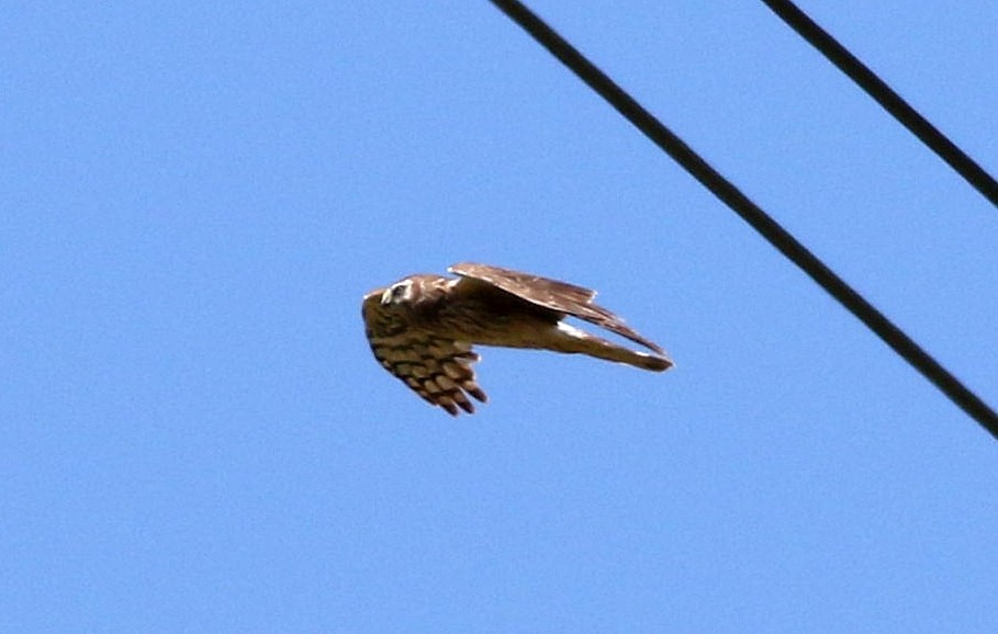 Hen Harrier - ML617914050