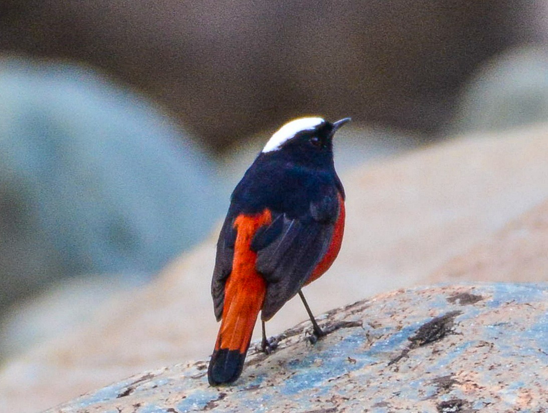 White-capped Redstart - SWARUP SAHA