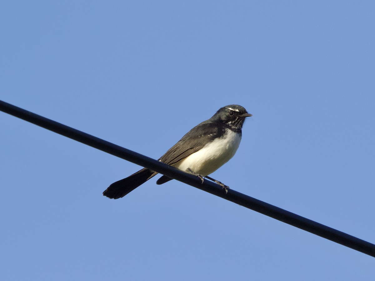 Willie-wagtail - ML617914056