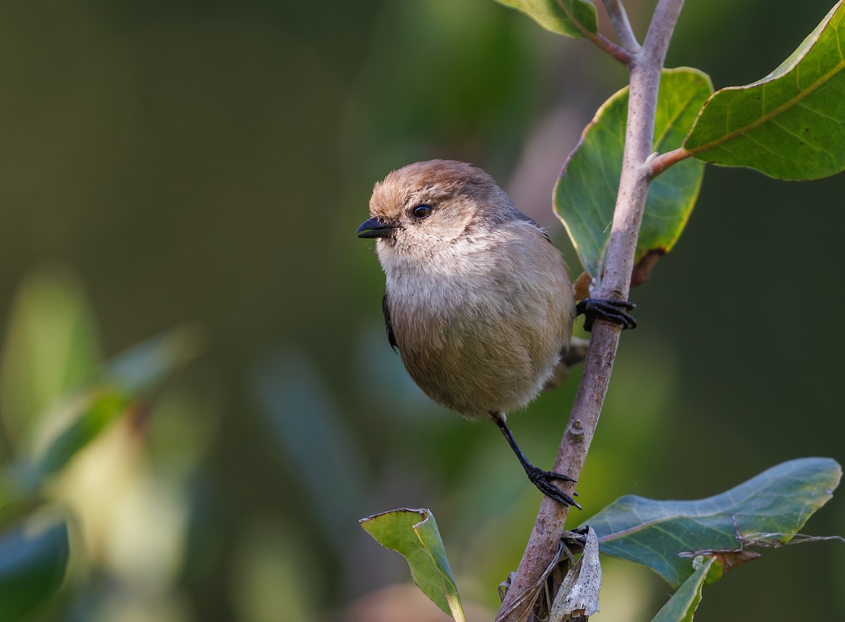 Bushtit - Chezy Yusuf