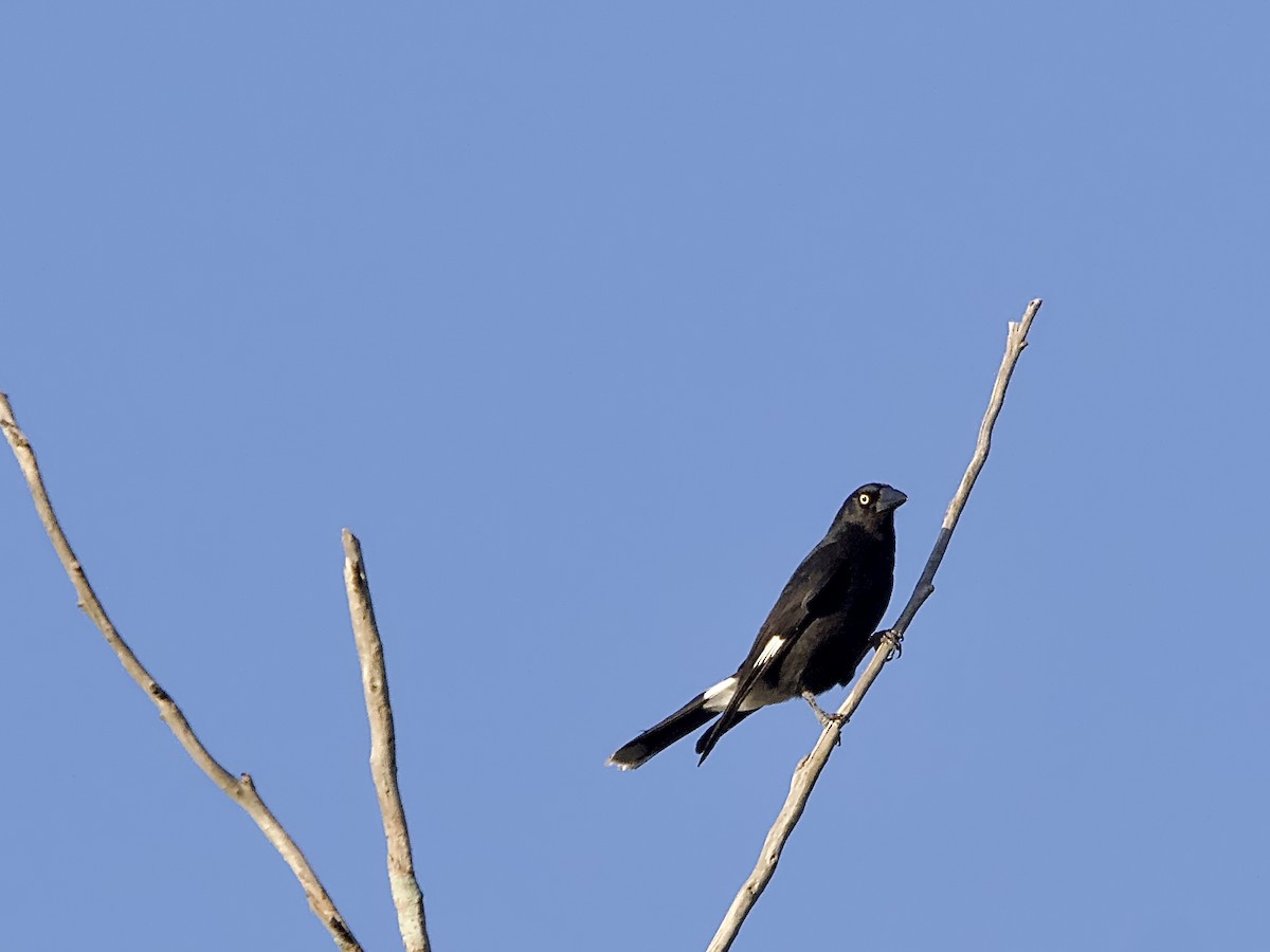 Pied Currawong - ML617914098