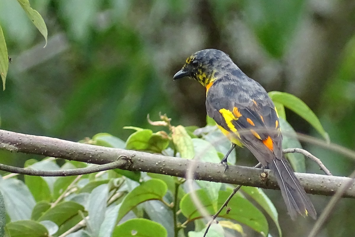 Orange Minivet - Sri Srikumar