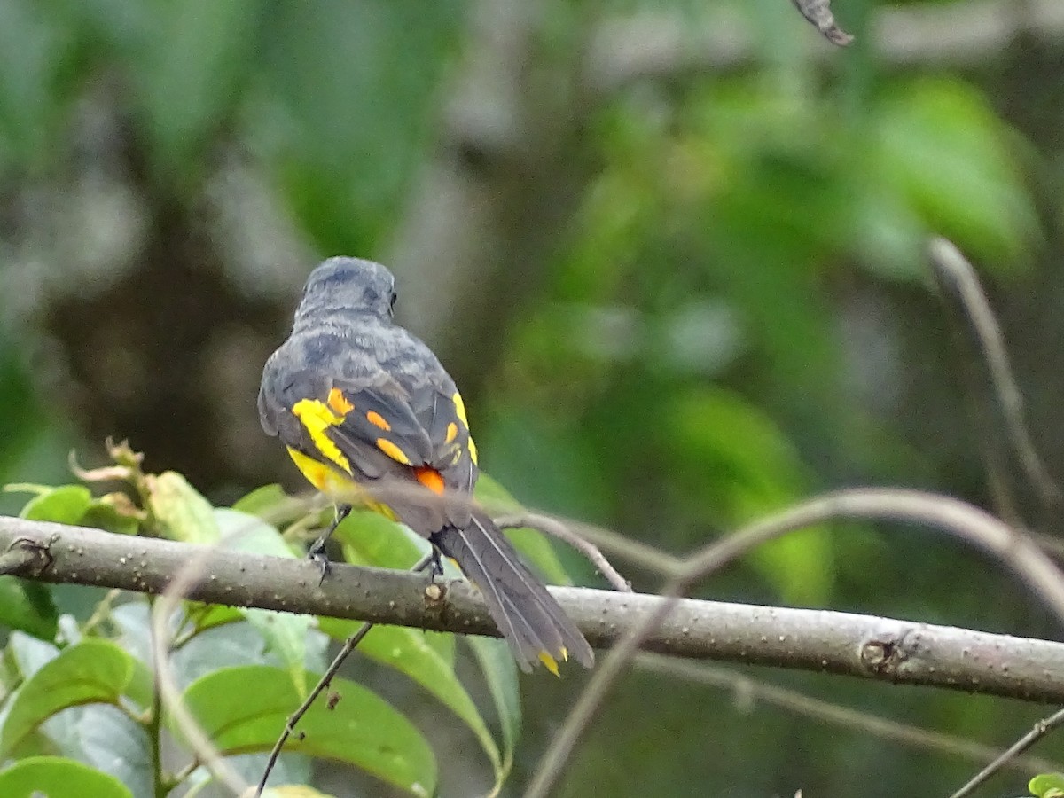 Orange Minivet - Sri Srikumar